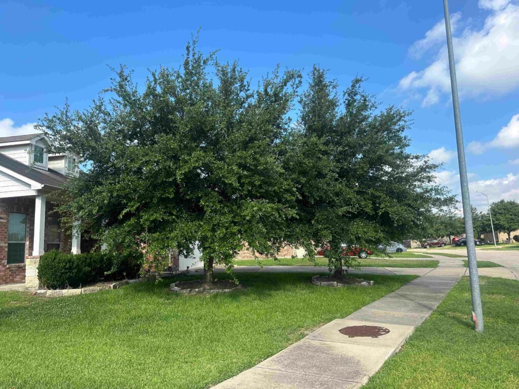 tree trimming and pruning in the Houston Texas area