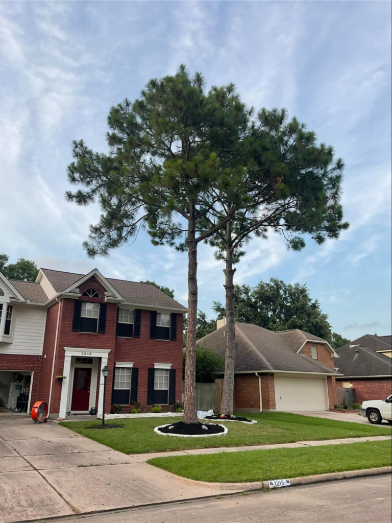 Brick house with two tall pine trees in the front yard.