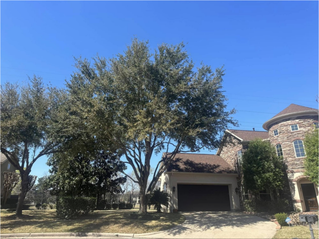 House with large oak trees in the front yard on a sunny day.