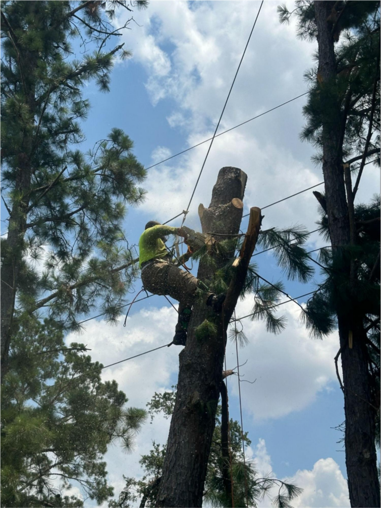 Worker trimming a tall tree with ropes and safety gear on a clear day.