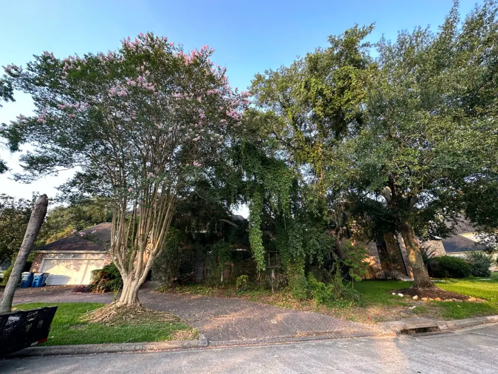 Trees and overgrown vegetation in front of a house